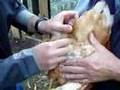 Funky Chicken Farm Check up - wanna see an egg vent?