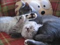 Enjoy the cats' show