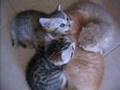 MEOW