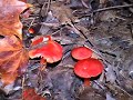 Fungus - Presqu\ Fungus - Presqu\