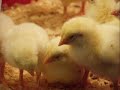 Hatching Chicks: Part 2 - They Grow Up Hatching Chicks: Part 2 - They Grow Up
