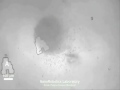 Nanobots Pushed By Bacteria