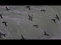 The Flight of the Guillemots, Stora Karlsö, 1 November 2010