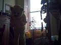 Jack Bear Suit