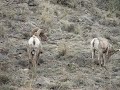 Bighorn Sheep in Colorado