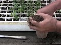 Potting up