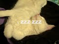 眠りネコ動画