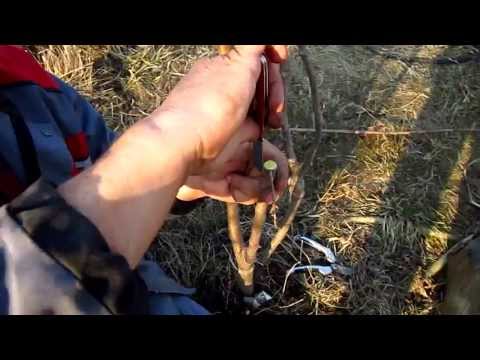 altoire - Tehnica altoirii pomilor primavara (Metoda de altoire sub coaja in cap de altoire), un procedeu simplu si la indemana. www.horticultorul.ro, Autor: Nelu TOMA...
