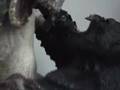 Ghost Rider & King Kong!!! Ghost Rider & King Kong!!!