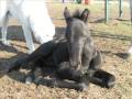 videos de Sunset Marchadors