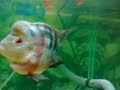 my luohan aka Flowerhorn my luohan aka Flowerhorn