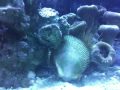 Flame Scallop looking for hiding spot.