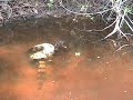 Anaconda vs Caiman