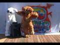 Wildstyle-Uprock-1-w