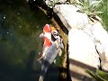 Koi Spawning