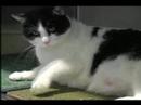 Humane Society of Livingston County - Interview