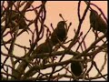 carling birds - belong