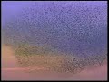 carling birds - belong