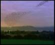 carling birds - belong