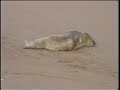 Newborn Grey Seal Pup With Mother