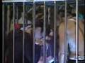 Jun's Turn to Pee in a metal Cage Big Brother 4 Live Feed