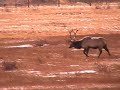 just for snicks, a drive through the park. it's best to be viewed at the small size.
we'll do these every once in a while, as the view changes from week to week (and even hour to hour) throughout the year.
video by tony j. wedick
estes park trail-gazette   www.eptrail.com