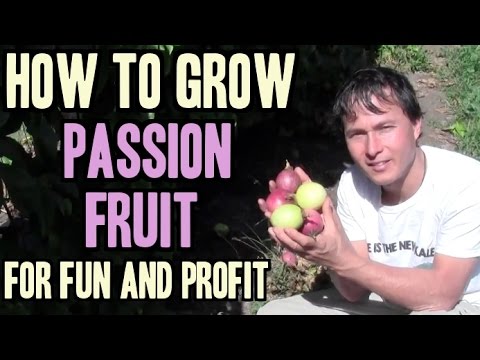 how to plant purple passion