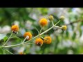 Nikon D5000 Digital SLR - HD Video Sample - Warehouse Express