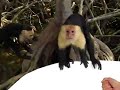 Monkey Invasion Monkey Invasion