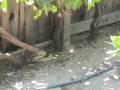 Knecht Ranch Wildlife Part 1: Roadrunner vs. Gopher Snake