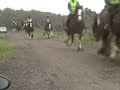 Icelandic and Clydesdales
