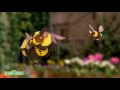 Sesame Street: Baby Bear And Bees