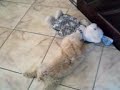 \"Bebe\" comendo o coelho dele