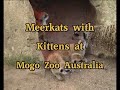 Meerkats with Pups at Mogo Zoo