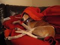 Silly Greyhounds