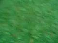 videos de super placcaggi