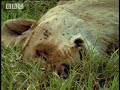 BBC: Grief and Loss - 5 Big Cats and a Camera
