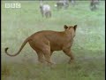 BBC: Grief and Loss - 5 Big Cats and a Camera