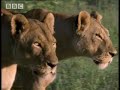 BBC: Grief and Loss - 5 Big Cats and a Camera