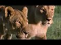 BBC: Grief and Loss - 5 Big Cats and a Camera