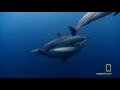 Untamed Americas : STARTS SUN JUN 10 at 9P et/pt : channel.nationalgeographic.com Spinner Dolphins have developed a very sophisticated language using jumps, dives, and turns.
