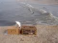 mes pigoen
