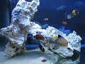 My Aquarium Tank (FOT) 36\" Jan08