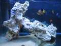 My Aquarium Tank (FOT) 36 Jan08