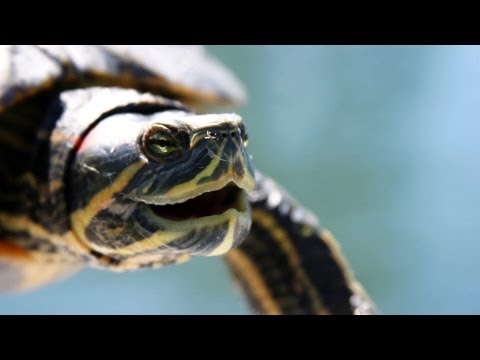 how to care red eared slider turtle