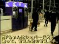 【裏・北京五輪】麻薬探知犬のビーグル犬が空港で大人気!