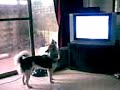 dog singing