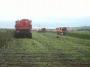 bean-harvest-2007.html