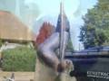 videos de kunstwacht congres