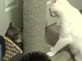 Cat Fight.wmv